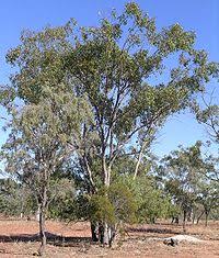 One of the issues in walgett in 1965 still was the issue of indigenous people being allowed in the upstairs of the cinema. Walgett New South Wales Wikipedia