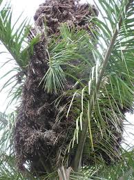 Image result for Raphia farinifera