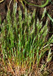 Image result for Bewsia