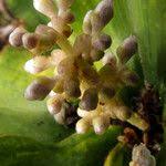 Image result for Palisota ambigua