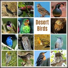 Desert Birds Adaptations Types Of Desert Birds Biology Explorer