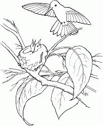 Free Printable Hummingbird Coloring Pages For Kids Bird Coloring Pages Animal Coloring Pages Baby Coloring Pages