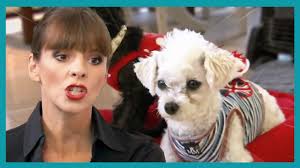 The Jack Russell Terrier that ATE family pet