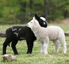 Black And White Sheep Picture Black And White Sheep Google Search Sheep Sheep Farm Baby Animals