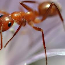 The World S Biggest Ant Colony Is No Match For Facebook Ants Uses For Coffee Grounds Rid Of Ants