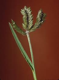 Image result for Tristachya