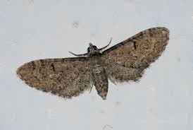 Image result for Eupithecia subumbrata