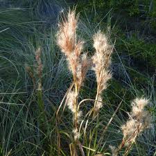 Image result for Andropogon eucomus