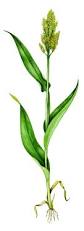 Image result for Sorghum bicolor
