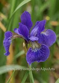 5x7 Purple Iris Flower Photo Bearded Iris Matted Print By Alpoarts 7 00 Iris Flower Photos Iris Flowers Flowers Photography