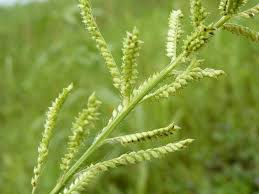 Image result for Echinochloa