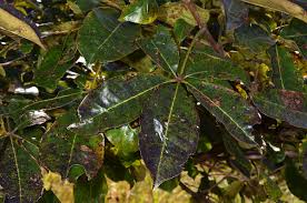 Image result for Vitex doniana