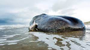 Paus sperma atau paus kepala kotak (physeter macrocephalus) adalah hewan terbesar dalam kelompok paus bergigi sekaligus hewan bergigi terbesar di dunia. Paus Sperma Si Kepala Kotak Bergigi Besar Yang Semakin Rentan