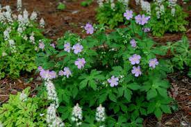 The wild geranium floral design. How To Grow Wild Geranium Tips From The Experts Hgtv