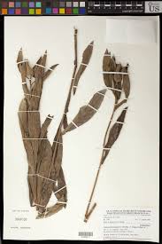 Image result for Vernonia purpurea