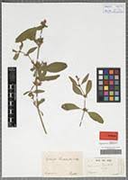 Image result for Dyschoriste albiflora