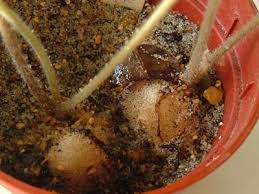Image result for Dioscorea dregeana