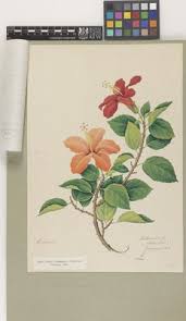 Image result for Hibiscus malacospermus