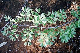 Image result for Acacia mellifera