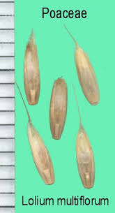 Image result for Lolium multiflorum