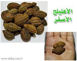 Myrobolans شجره ينبت في الهند والصين ثمره على هيئة حب الصونبر الكبار. Ø§Ù„Ø£Ù‡Ù„ÙŠÙ„Ø¬ Ù…ÙˆÙ‚Ø¹ Ø§Ù„Ø¹Ù„Ø§Ø¬