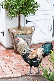 pin on chicken coups