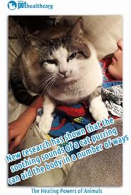 Curling up with your cat as she purrs is a comfort to all pet owners. The Healing Power Of Animals Pet Health Carehealing Powers Of Animals