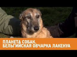 belgijskaya ovcharka lakenua planeta sobak moya planeta sobaki porody sobak ovcharka