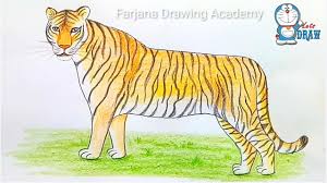 Farjana drawing academy, dhaka, bangladesh. How To Draw A Bengal Tiger Step By Step Easy Animals To Draw