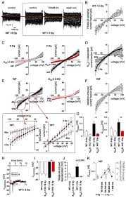 These characteristics come from mercury, the god of communication. Cancers Free Full Text Kca3 1 Channels Confer Radioresistance To Breast Cancer Cells Html