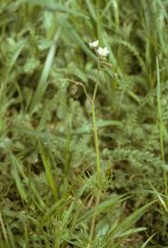 Image result for Spergula