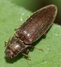 Other types of small and black insects with the hard shell in the house are pill bugs. Pest Identification The Easy Way To Identify All Common Uk Pests