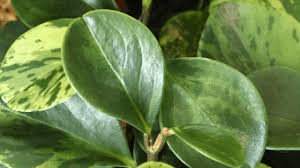 Great savings & free delivery / collection on many items. Peperomia Ferreyrae Best Care Hacks Plantophiles