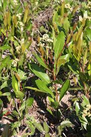 Image result for Ficalhoa laurifolia