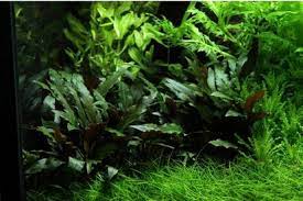 Like many other cryptocorynes, the leaf colour and shape depends largely on environmental conditions in the aquarium. Cryptocoryne Beckettii Petchii Im Topf