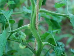 Check plants every few days and pick tomatoes individually as soon as they're ripe and fully coloured. 5 Ways Of Supporting Your Tomato Plants Seedmoney