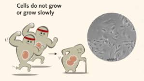 Adhesion factor and other factors needed by the most mammalian cells for their long term growth and animal cell cultures: Antibiotics In Cell Culture Friend Or Enemy Promocell