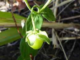 Image result for Hypericum peplidifolium