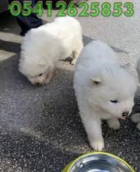 Samoyed Yavru Ilanlari 05412625853 Samoyed Samoyed Yavrusu