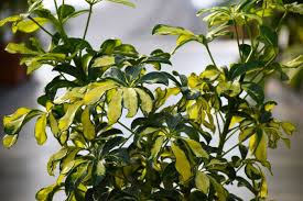 Image result for Schefflera