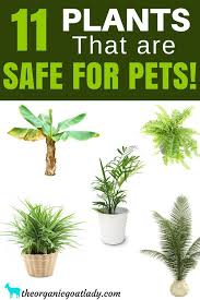 The drawback, though, is that some of the most popular houseplants are also toxic to pets and children. 11 House Plants Safe For Cats And Dogs The Organic Goat Lady Safe House Plants Cat Safe Plants Cat Plants