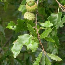 Image result for Necepsia castaneifolia