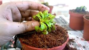 The venus fly trap soil contains an odd mixture of sand, sphagnum moss, and perlite. Venus Fly Trap Potting Youtube