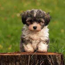 During the 18th century, when spanish settlers came to cuba, they brought with them their little companion dogs, who were ancestors of the havanese.these dogs began to breed with each other, and over time developed into the. Find Havanese Breeders Puppies For Sale In California