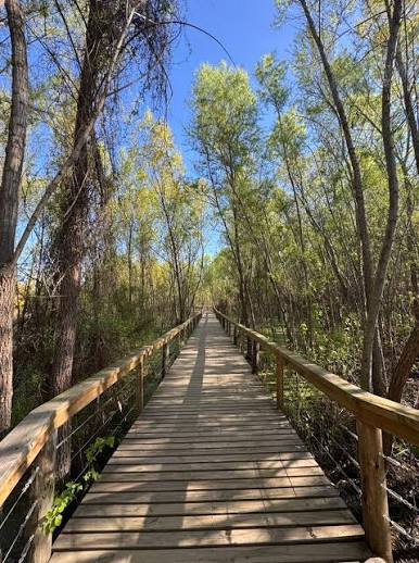 Un paseo entre árboles, aire fresco y naturaleza 🌳🌿 La Reserva Ecológica Costanera Sur ofrece senderos y pasarelas rodeadas de vegetación, ideales para caminar y observar la biodiversidad de la Ciudad desde