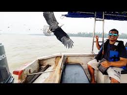 With a width of 296 hectare that is divided to 2 main parts that is a 201 hectare wide tropical rainforest and the balance is swamp forest. Eagle Feeding Kuala Selangor Fireflies Malaysia 4k Youtube