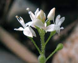 Alpina Flower Key Best Flower Wallpaper