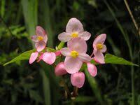 Image result for Begonia rubronervata