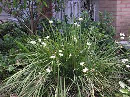 Full Size Picture Of Peacock Flower Bicolor Iris Evergreen Iris Spanish Iris African Iris I Dietes Bicolor I African Iris Dietes Bicolor Dietes
