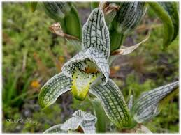 Image result for Salacia chlorantha